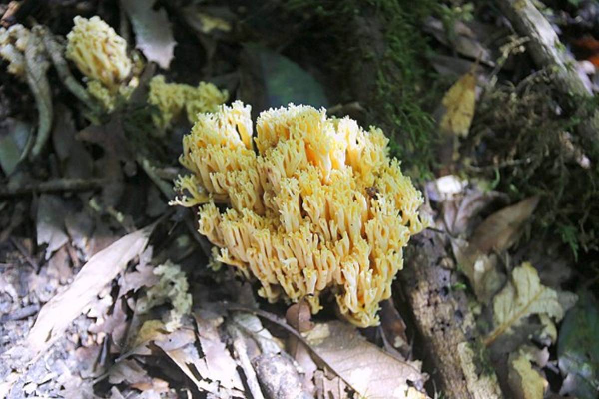 Exuberante belleza natural en La Tigra