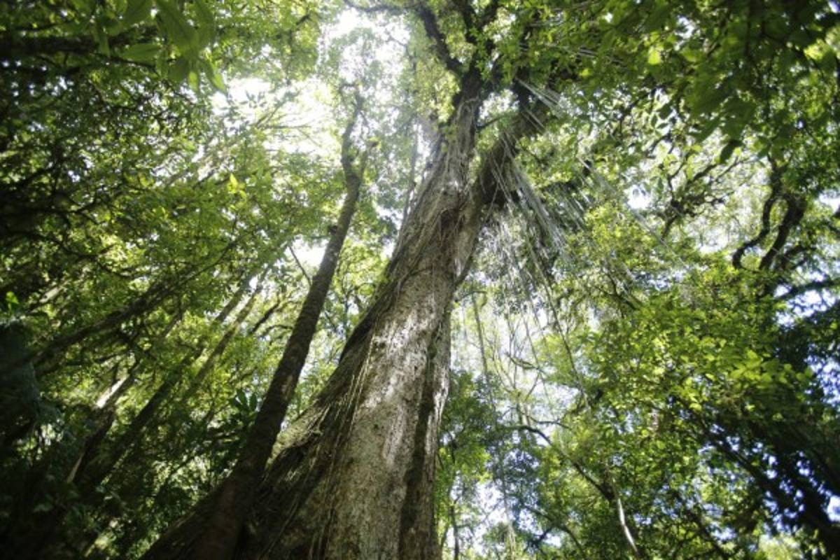 Exuberante belleza natural en La Tigra