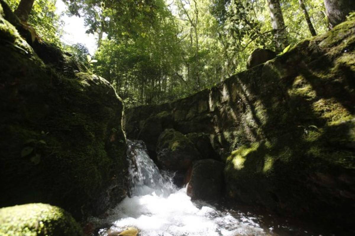 Degradación de bosque pone en riesgo producción de agua