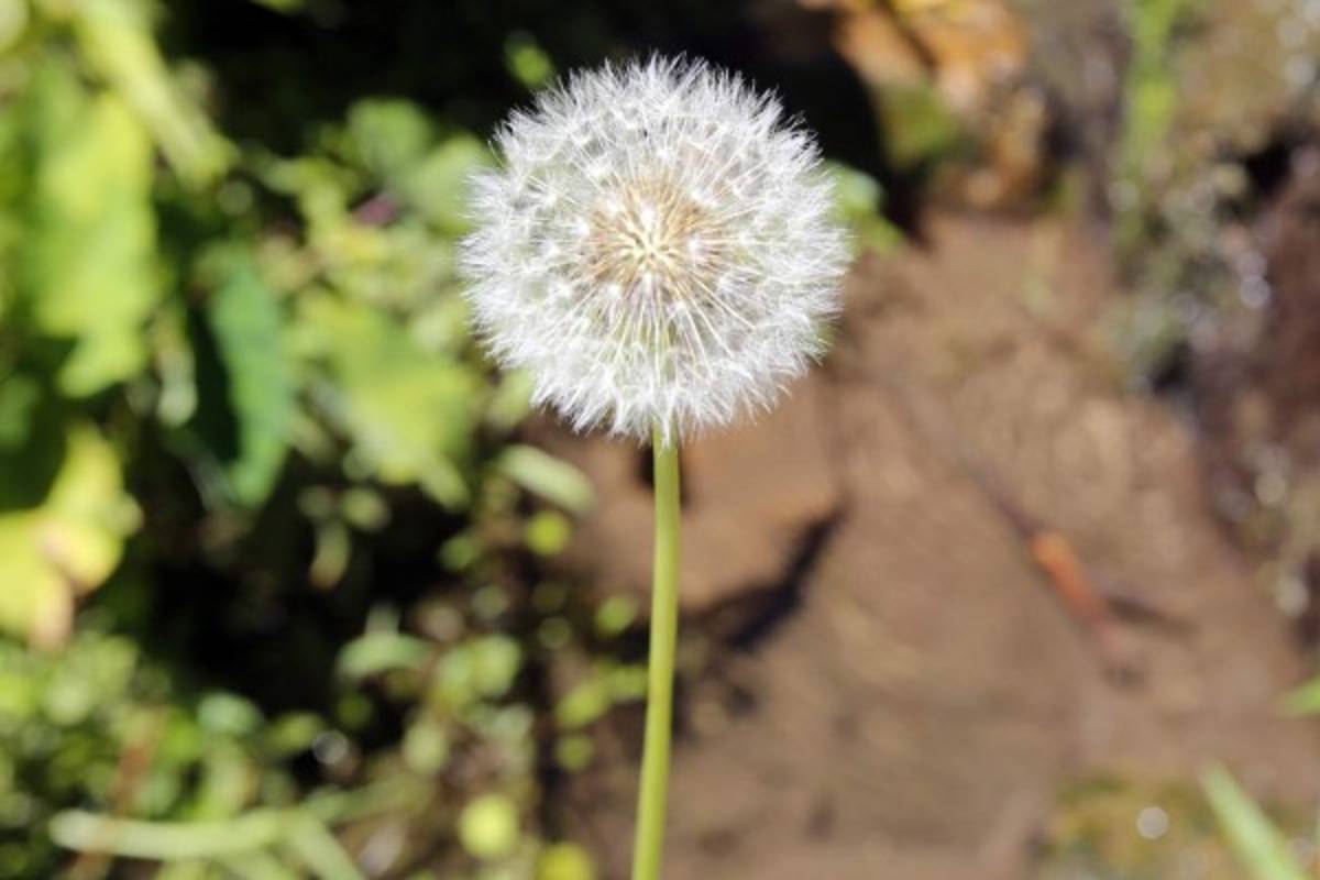 Exuberante belleza natural en La Tigra