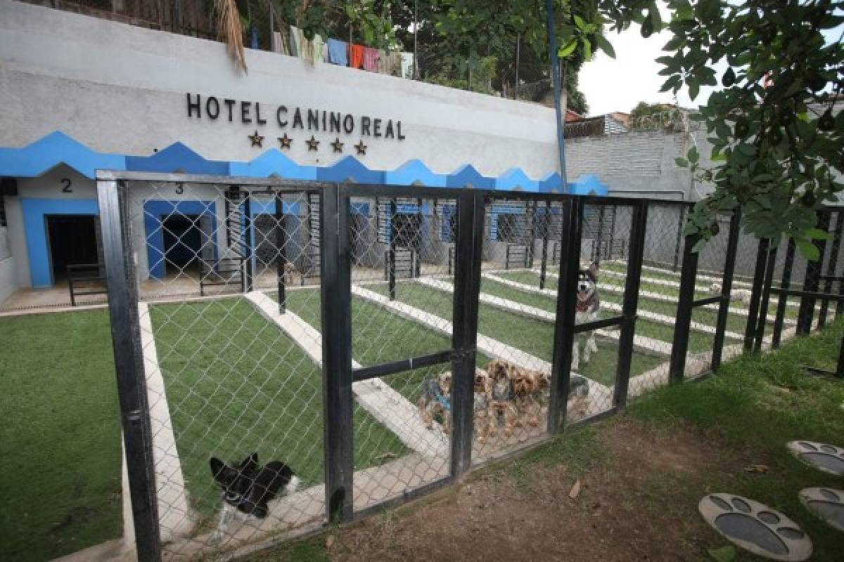 Cachorros se hospedan en hoteles cinco estrellas en Honduras