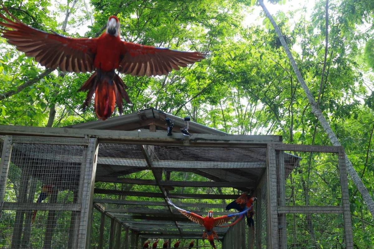 Guacamaya Fest 2026: Liberan 12 aves y consolidan a Copán Ruinas como destino turístico y ecológico
