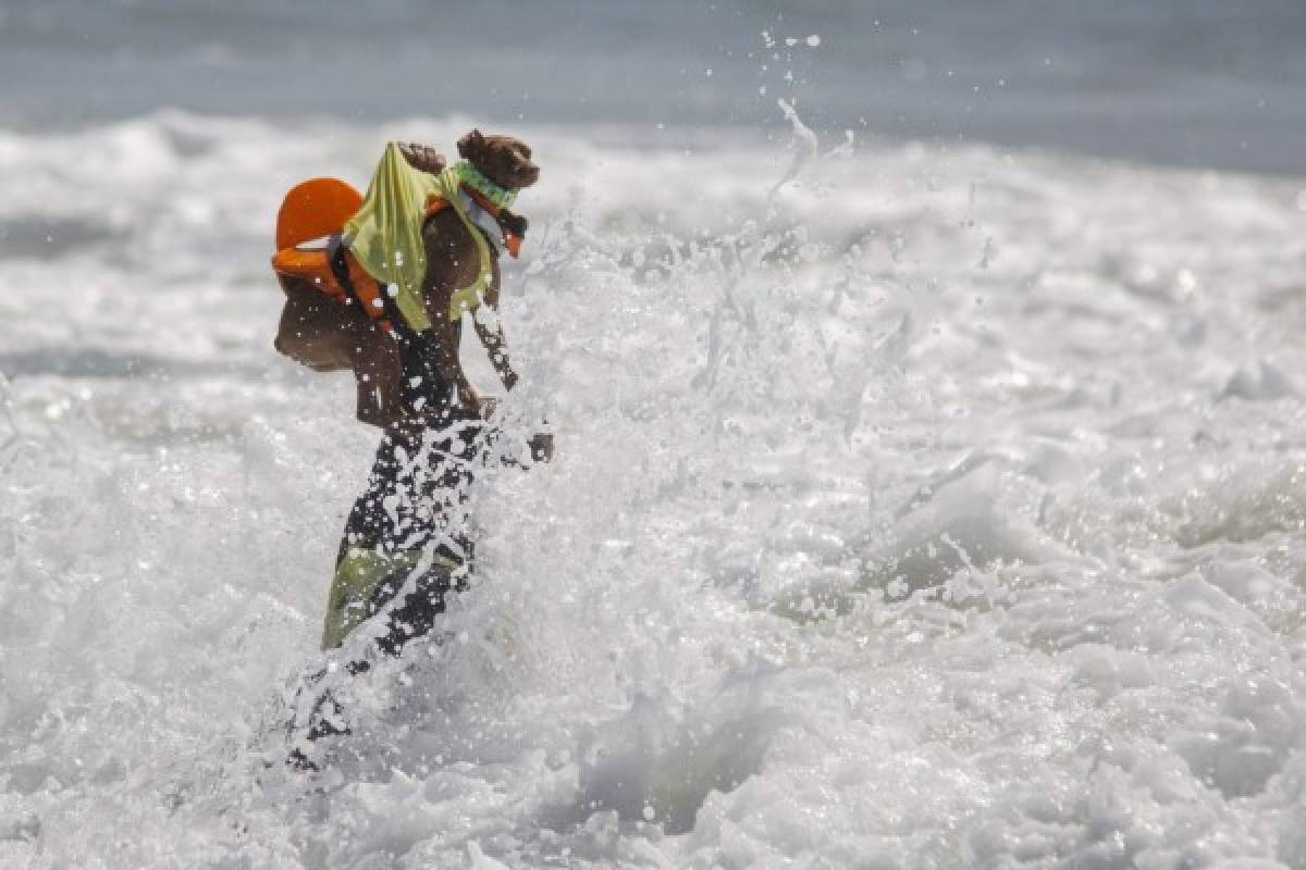 Perros participan en peculiar competencia de surf