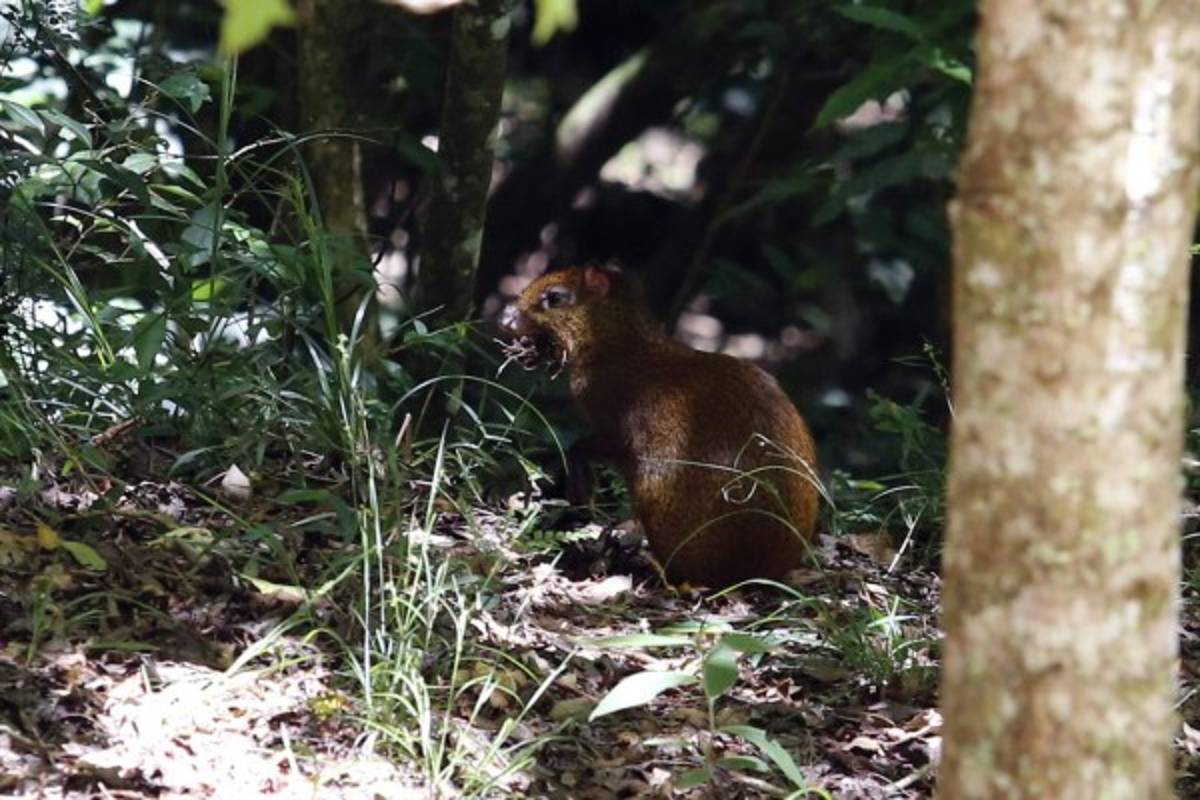 Exuberante belleza natural en La Tigra