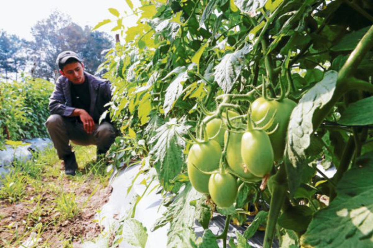 Lepaterique mayor abastecedor de mayoreos y supermercados