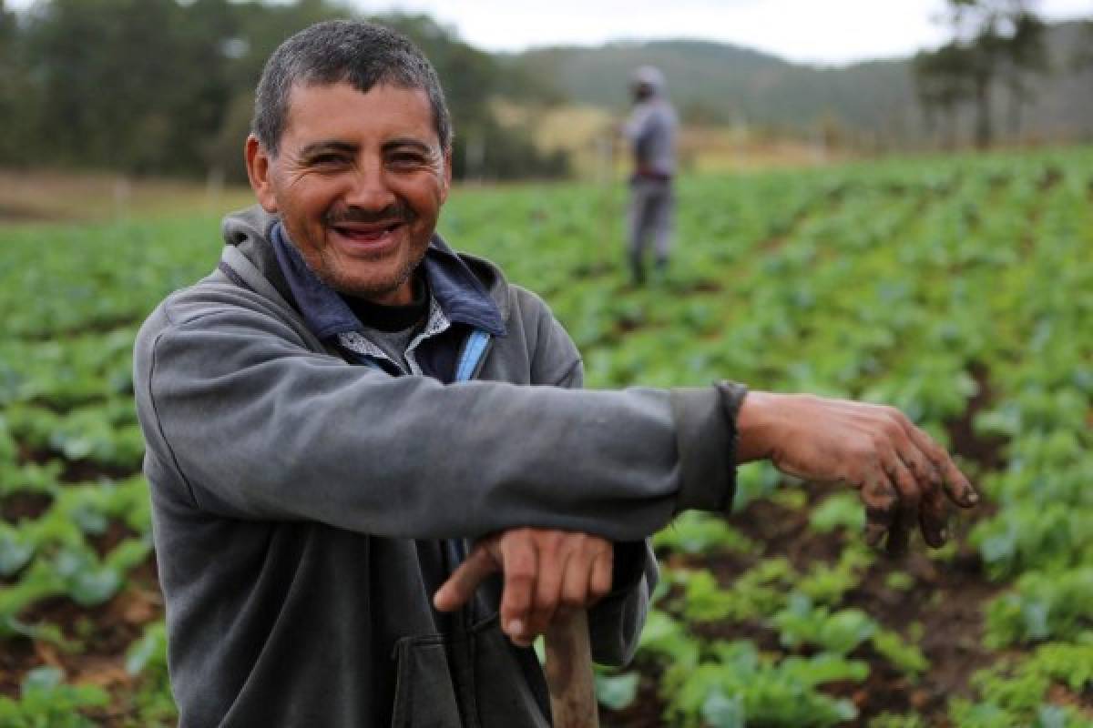 Del Campo a la Mesa da frutos en beneficio de consumidores