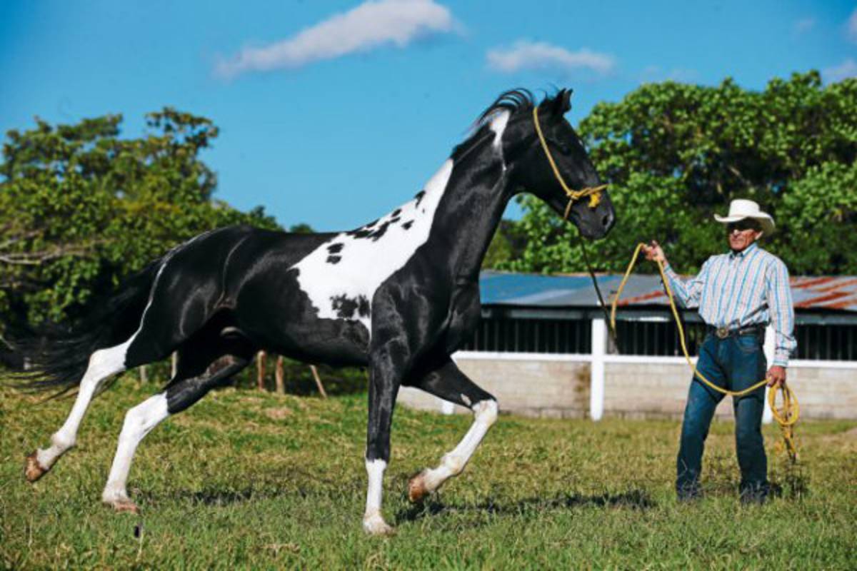 Los caballos tienen una escuela en Talanga