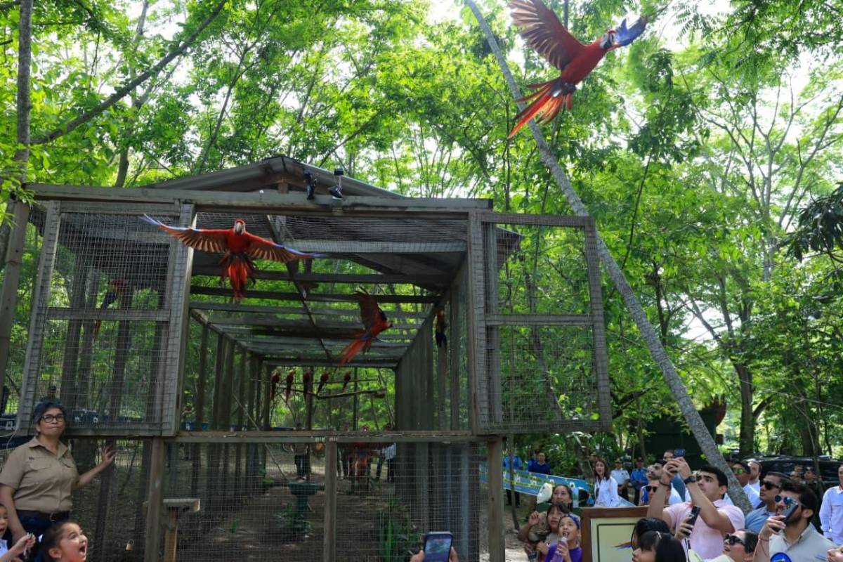 Guacamaya Fest 2026: Liberan 12 aves y consolidan a Copán Ruinas como destino turístico y ecológico