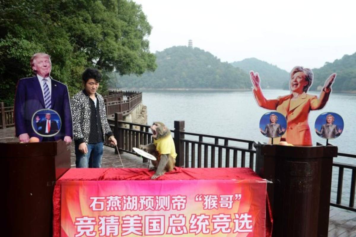 Trump ganará las elecciones de EEUU, según un mono chino 'adivino'
