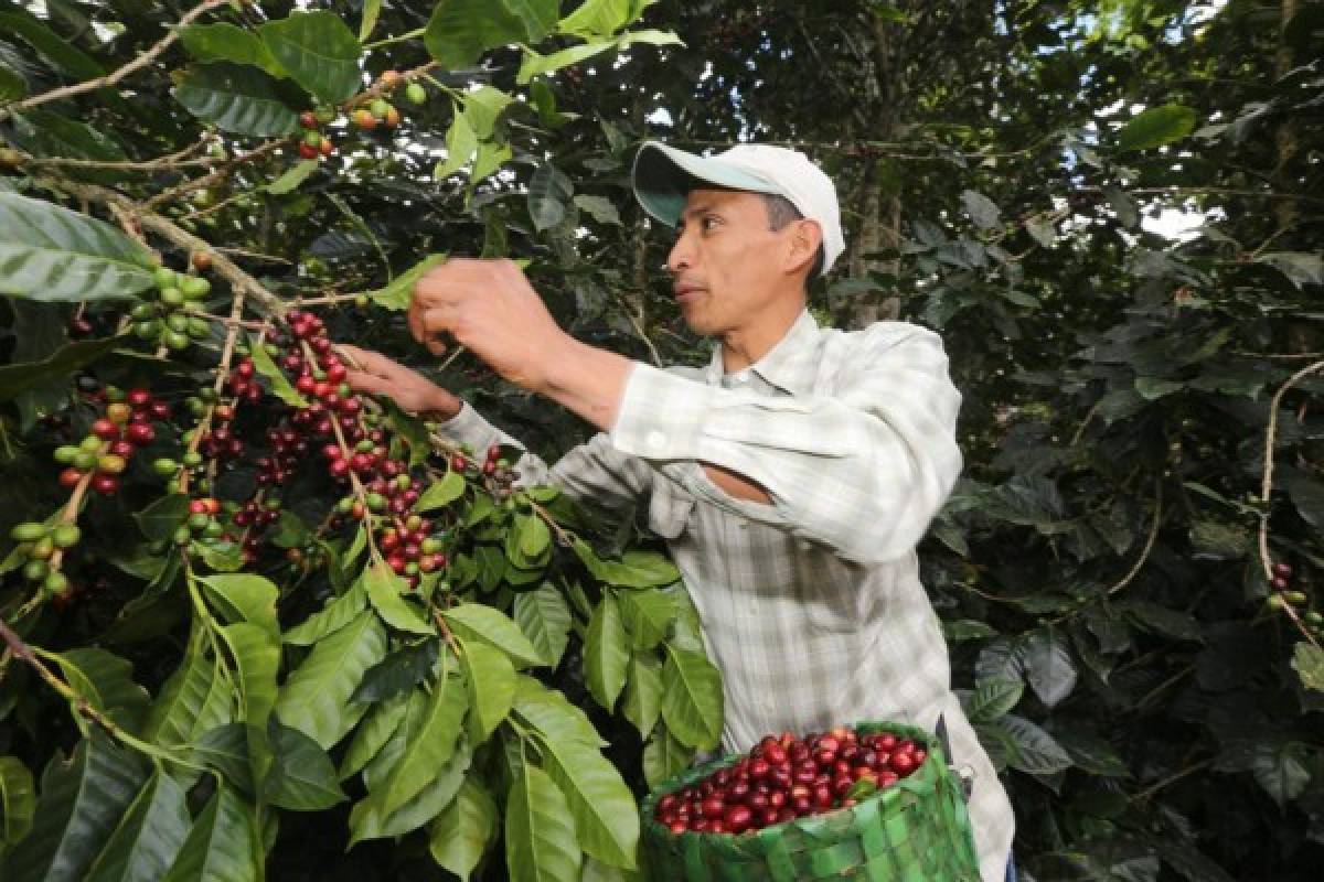 Santiago de Puringla, la cuna del café de excelencia