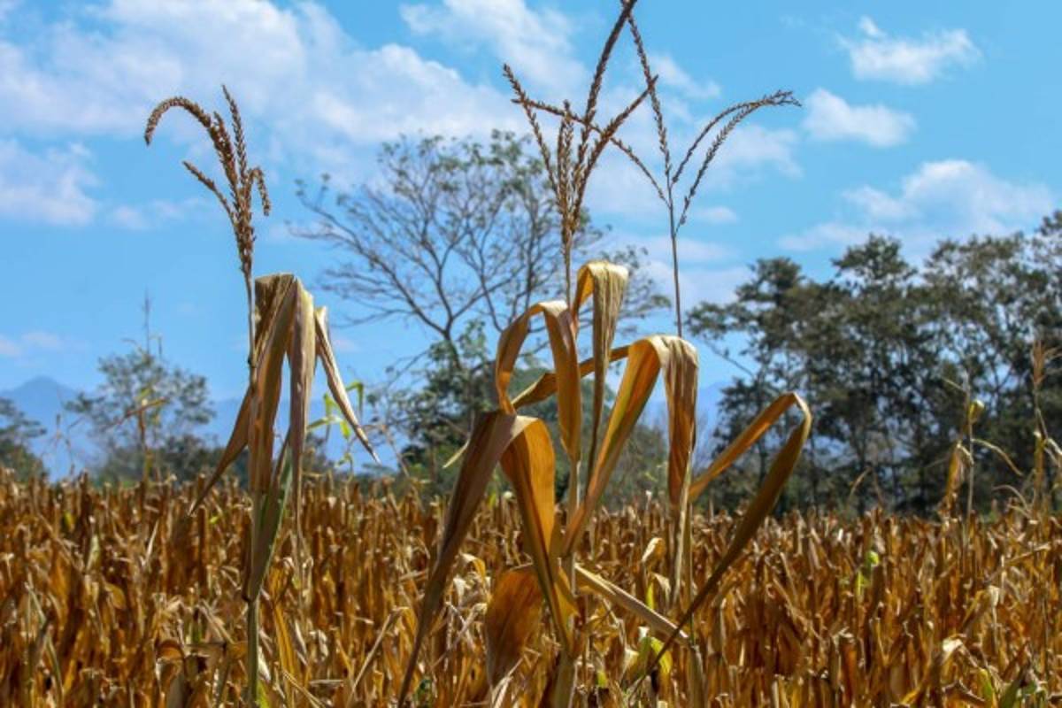 La agricultura frente al cambio climático