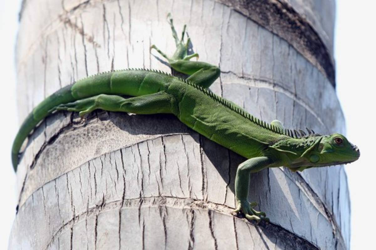 El Golfo de Fonseca, Un tesoro natural en el pacífico hondureño