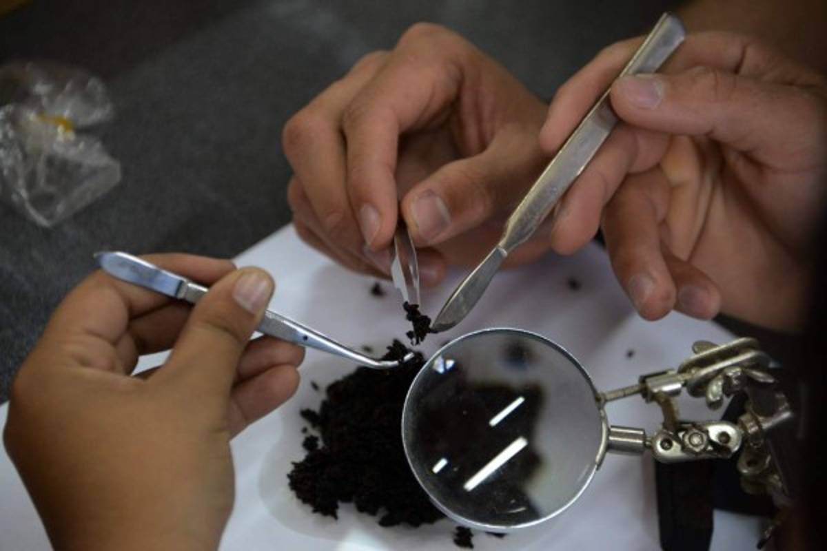 Honduras controla insecto que destruyó un cuarto de sus bosques de pino