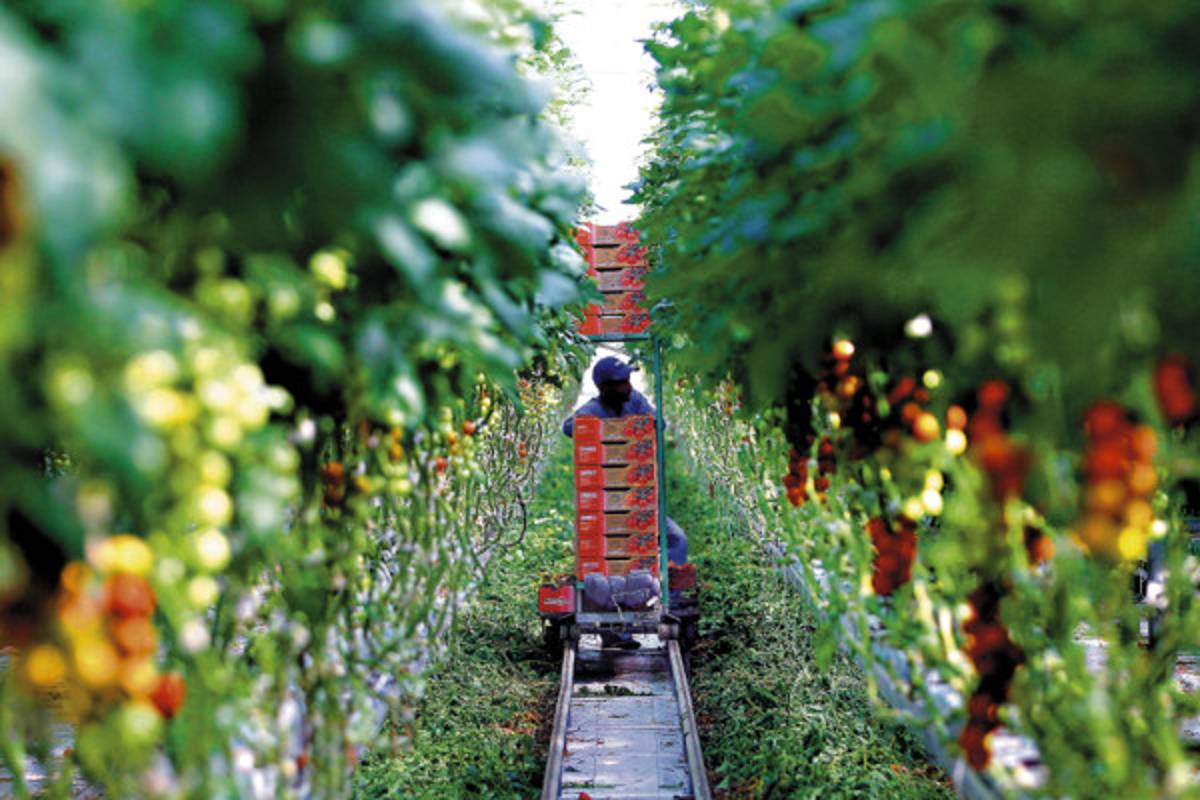 Exclusiva de EL HERALDO: Cerca de 25,000 catrachos viven el 'sueño canadiense”