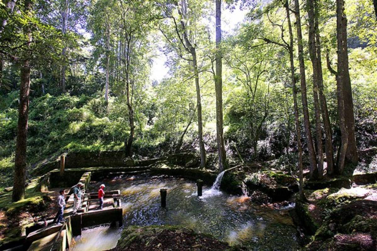 Exuberante belleza natural en La Tigra