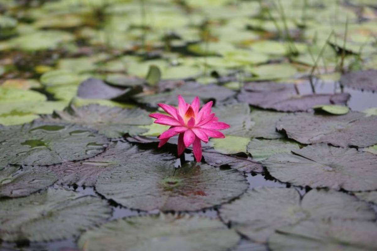 Jutiapa, lugar donde las flores huelen a progreso