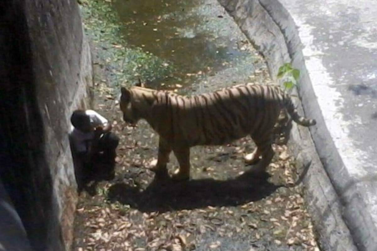 Tigre blanco mató a escolar en zoo