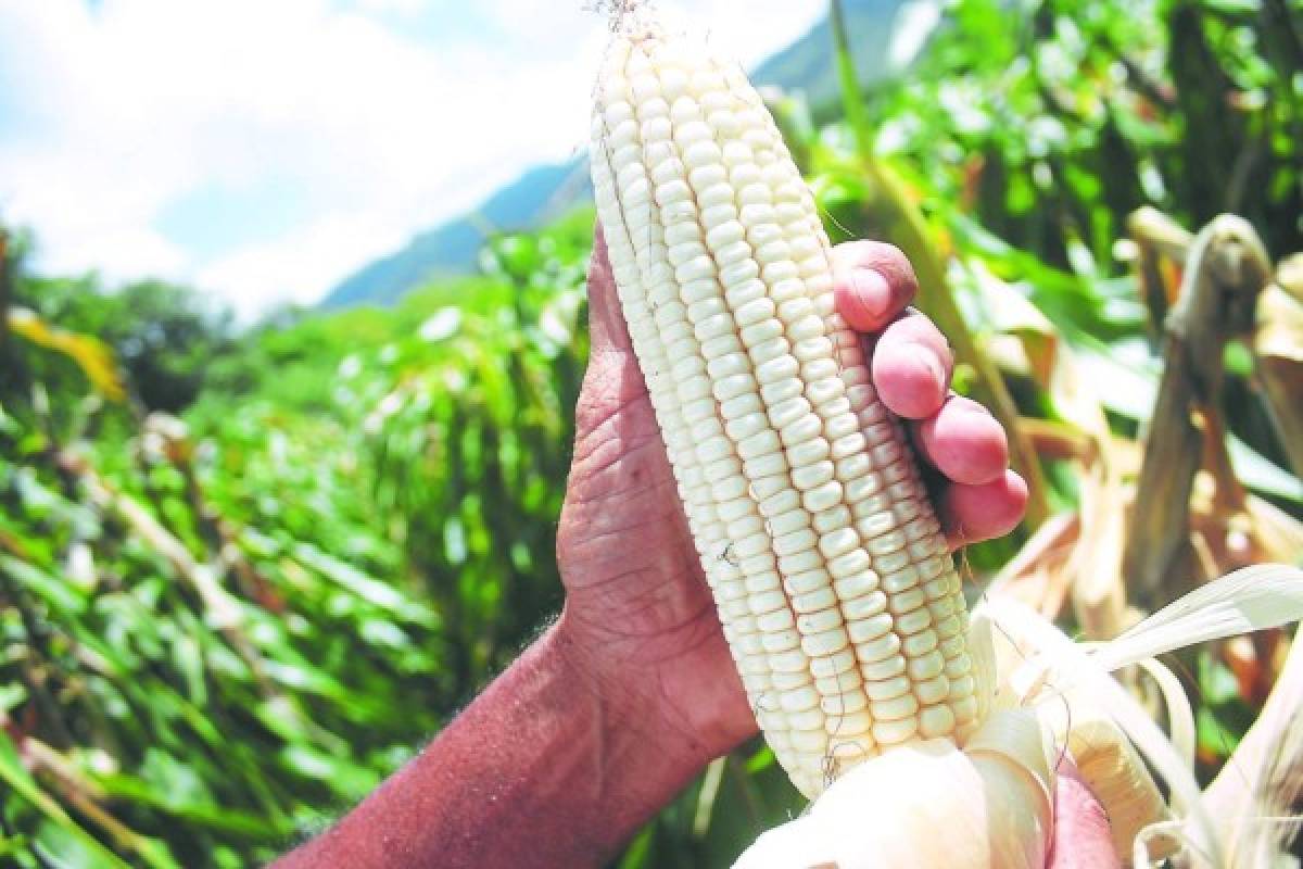 La cosecha de postrera dejará 10.5% más de granos básicos en Honduras