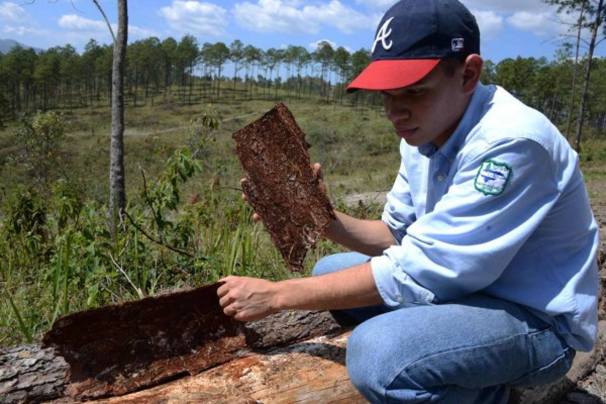 Honduras controla insecto que destruyó un cuarto de sus bosques de pino