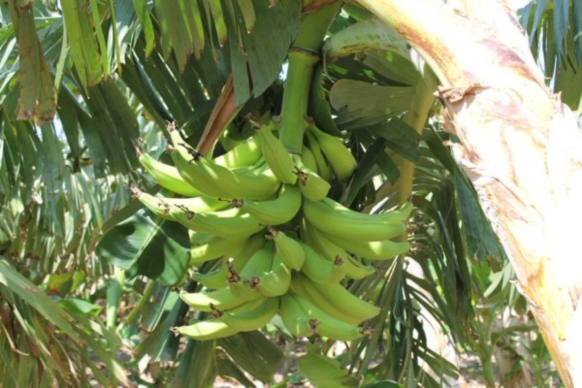 Plátano colombiano duplica la producción en Comayagua