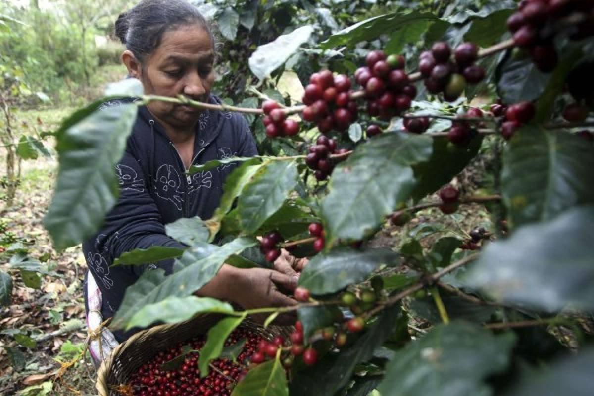 En Asociación Compartir cultivan la solidaridad a través del grano de café