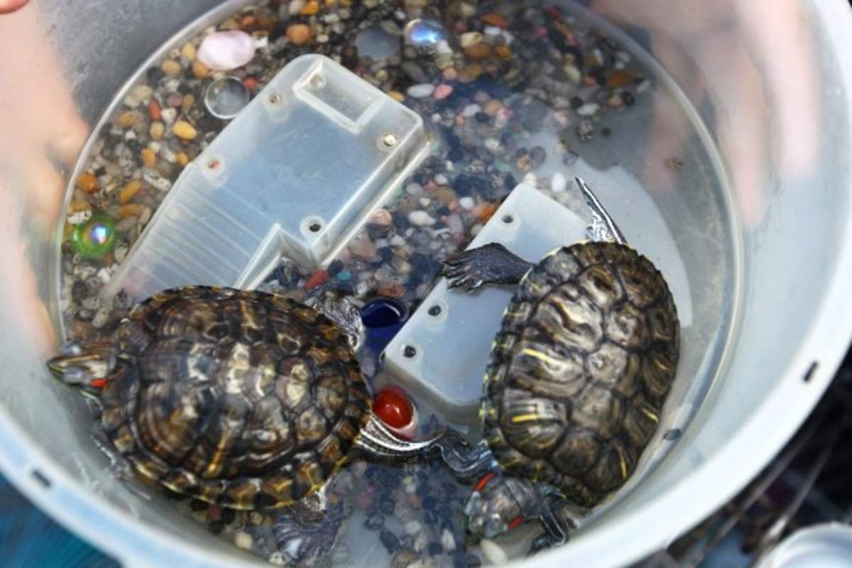 Honduras: Singular festejo para mascotas