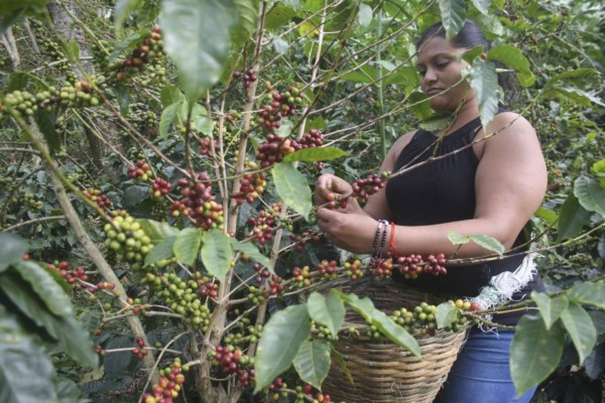 Exportación de café aumentará a más de 7.2 millones de quintales