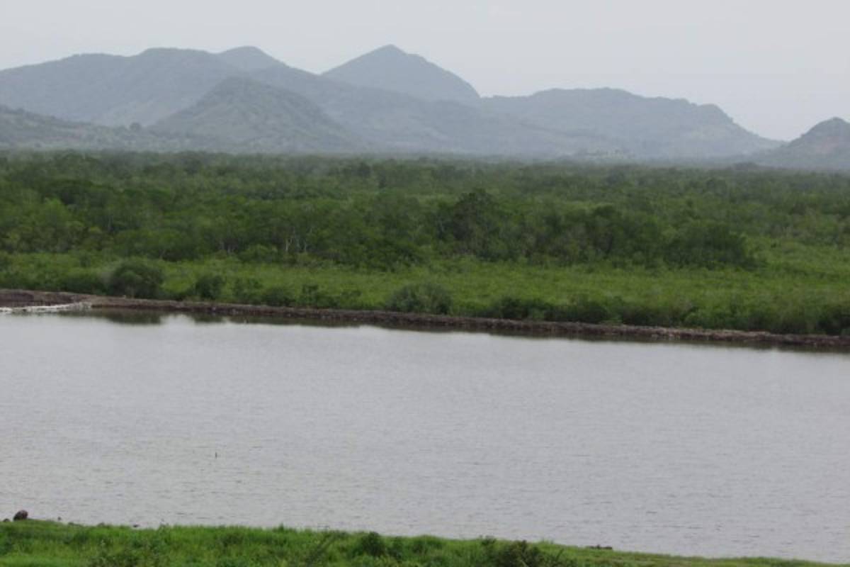 Destrucción del bosque de mangle amenaza biodiversidad del Golfo