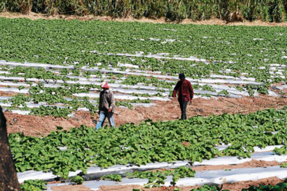 Se inician ventas de melón al exterior