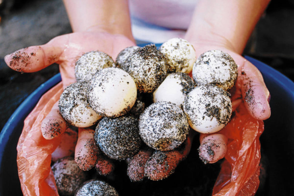 Unos  millones de huevos de tortuga son vendidos en el sur de Honduras