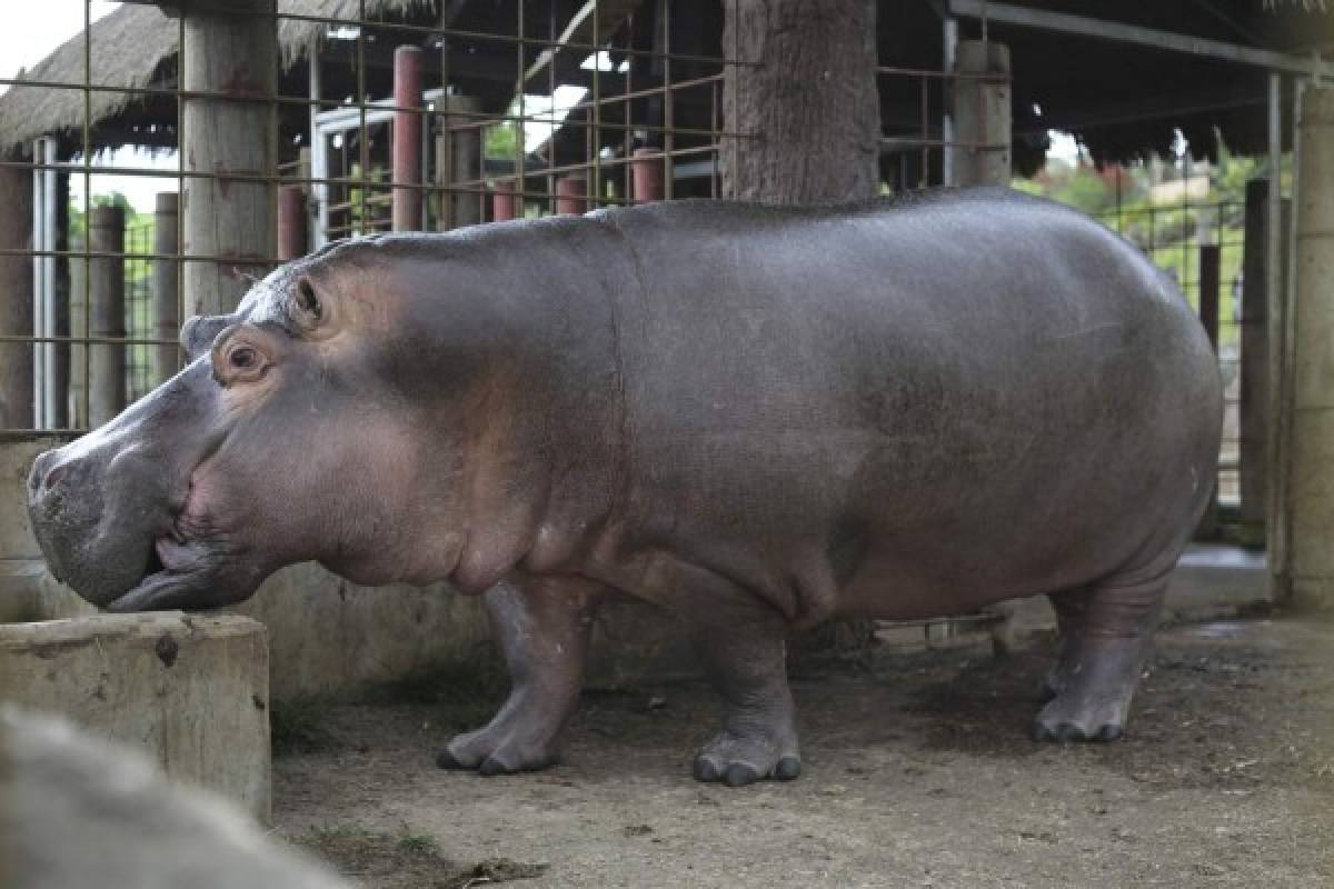 Joya Grande, un fascinante pedazo de África en Honduras