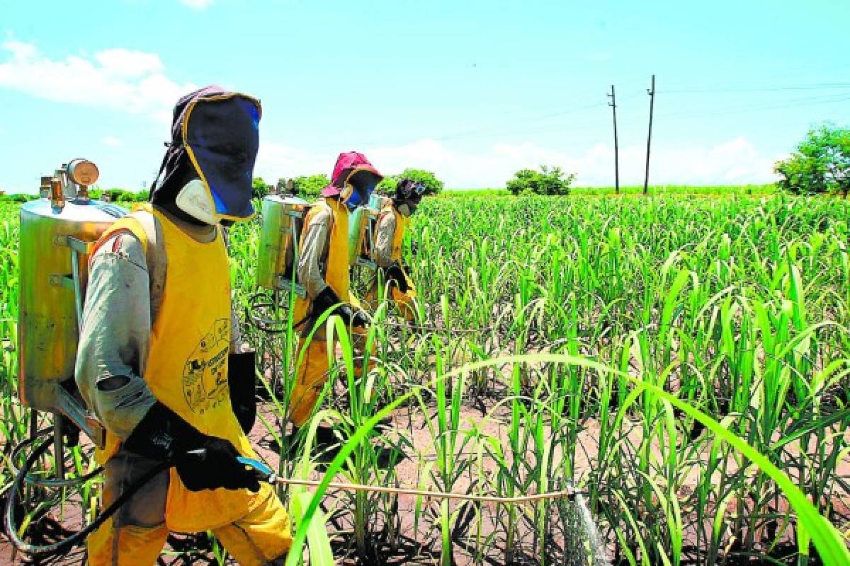 Crecimiento de 10.6% en el agro impulsó la economía de Honduras