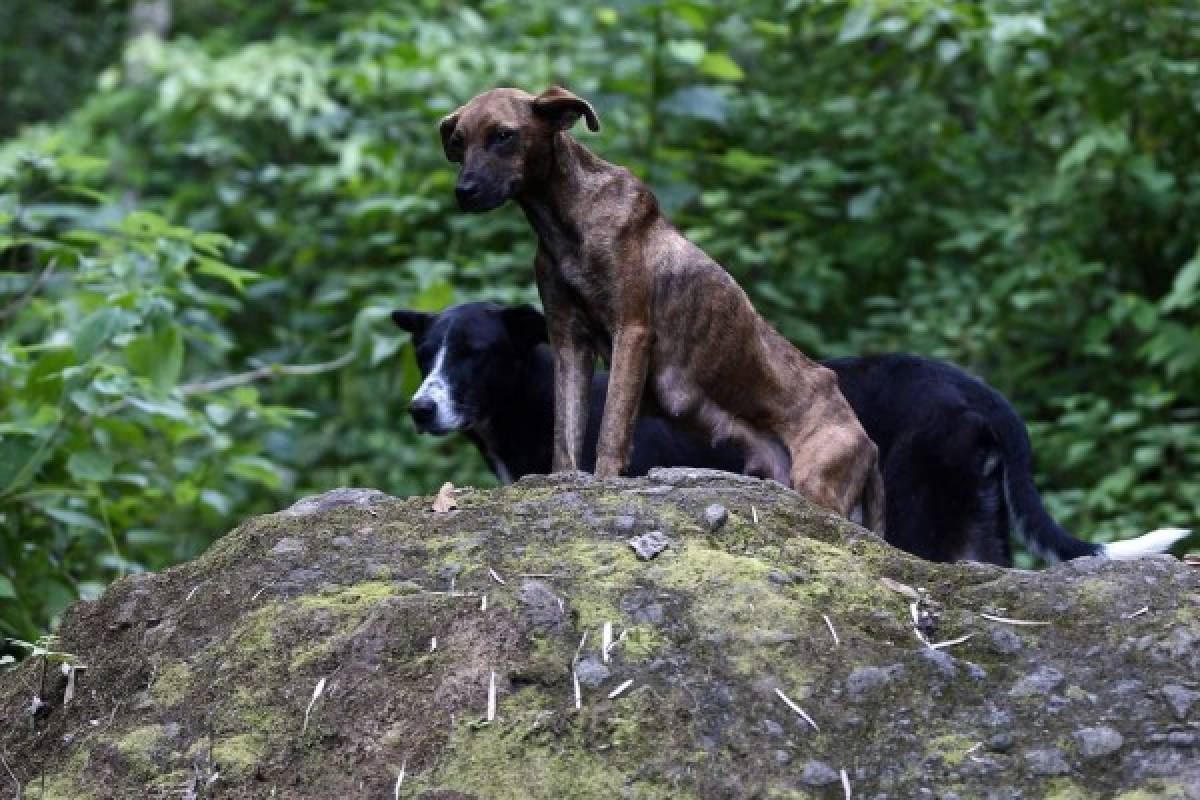 Finca Santa Emilia, un rincón para dejarse consentir por la madre naturaleza