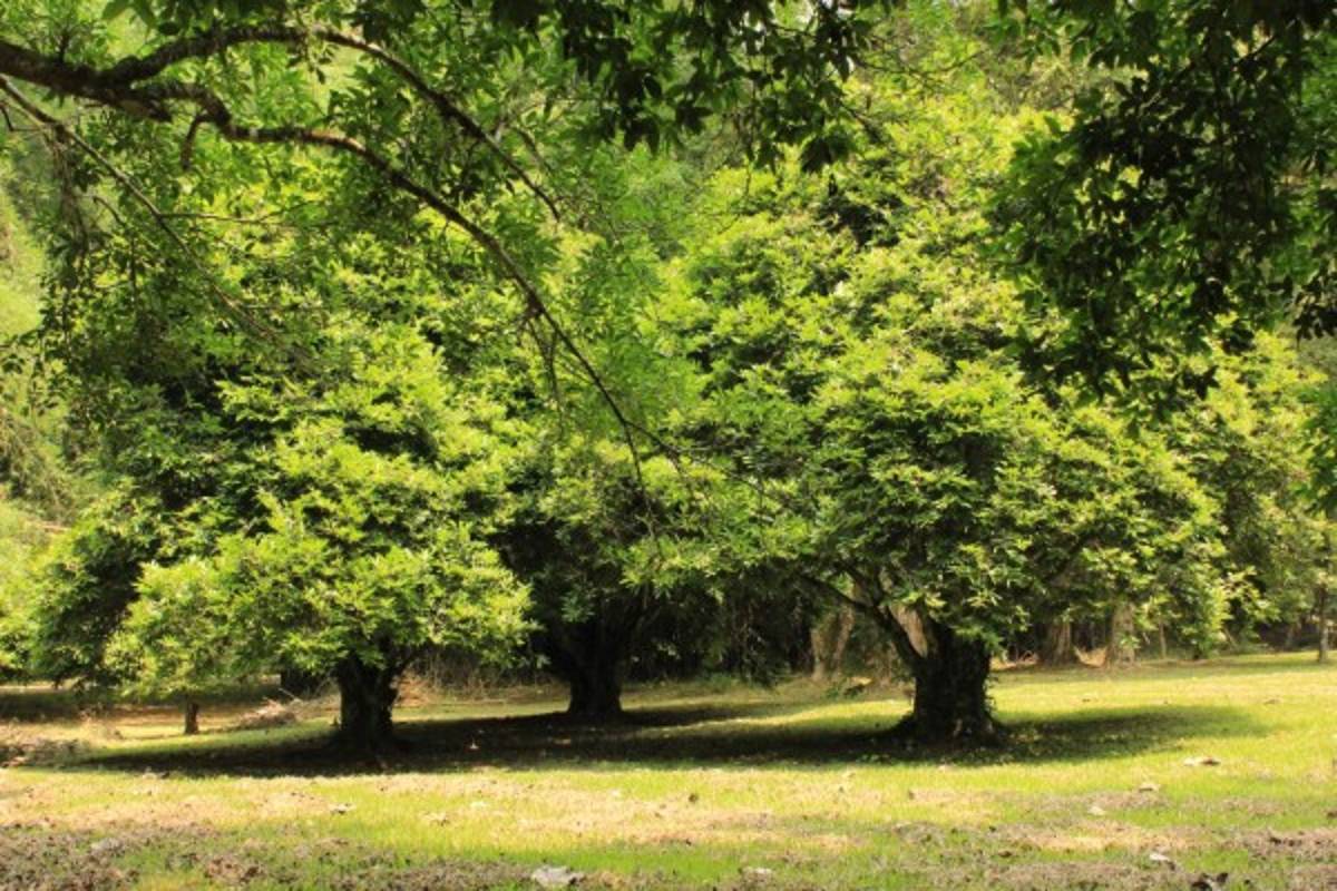 Un viaje por la Joya Verde del Caribe hondureño