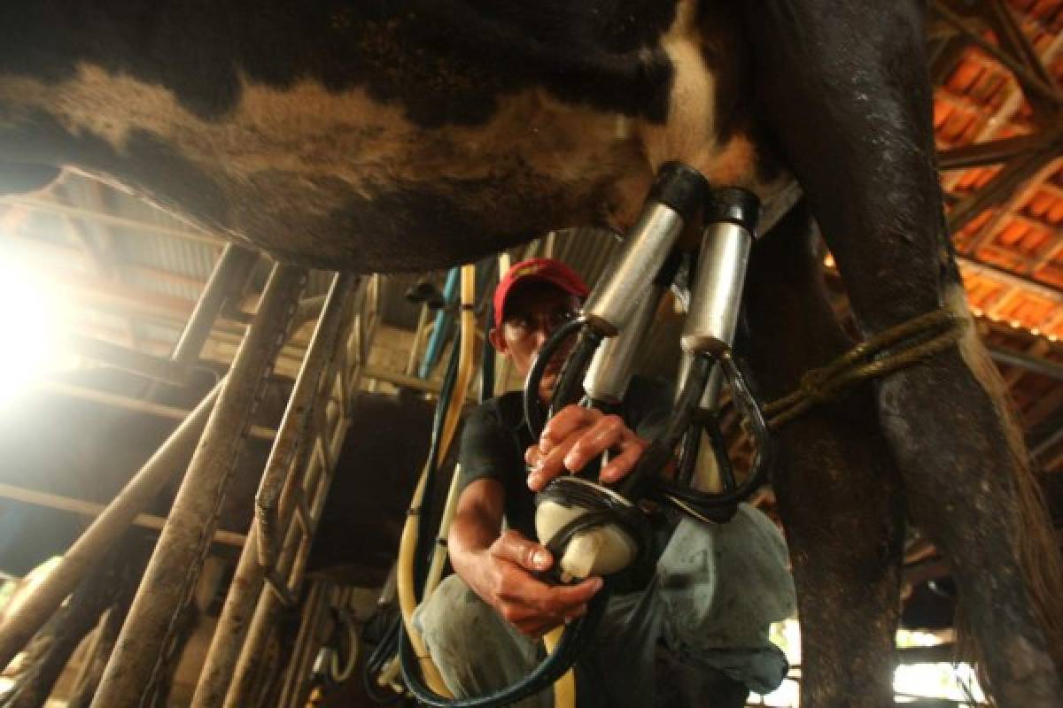 Se exportará leche en polvo a Taiwán y El Salvador