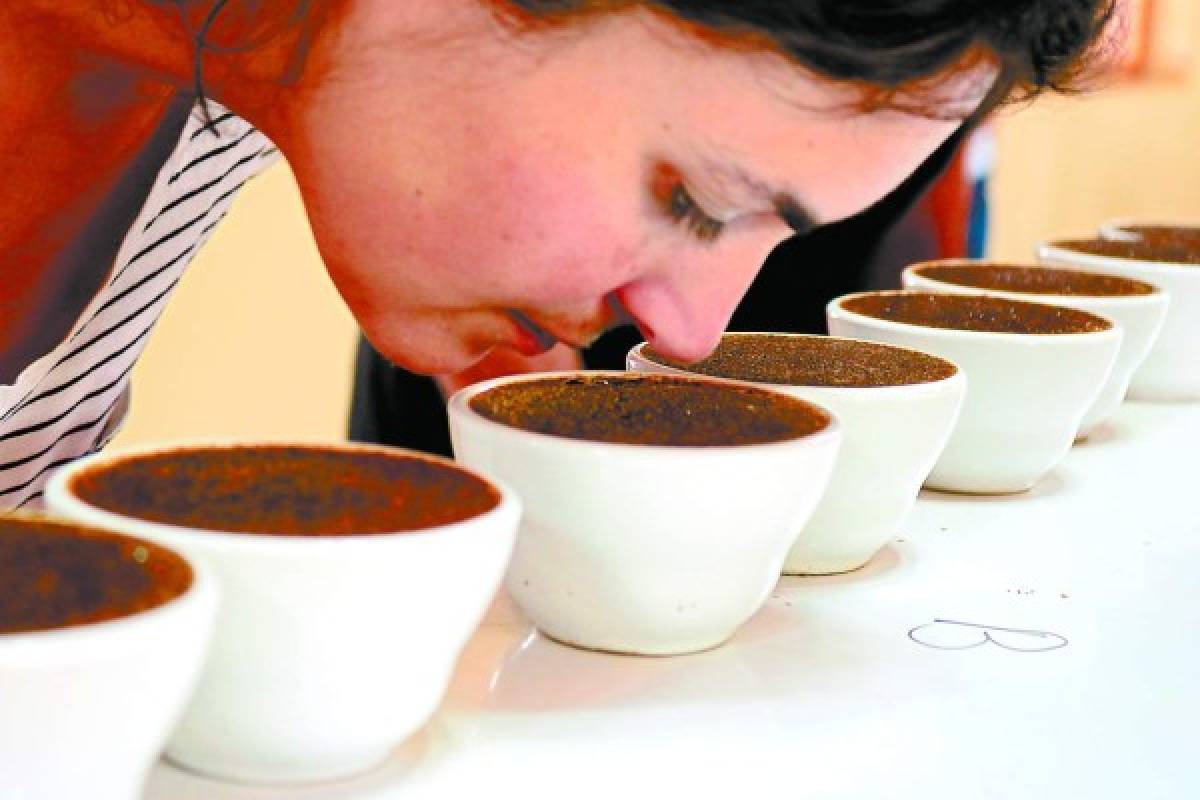De festival saldrán 40 muestras de café para subasta internacional