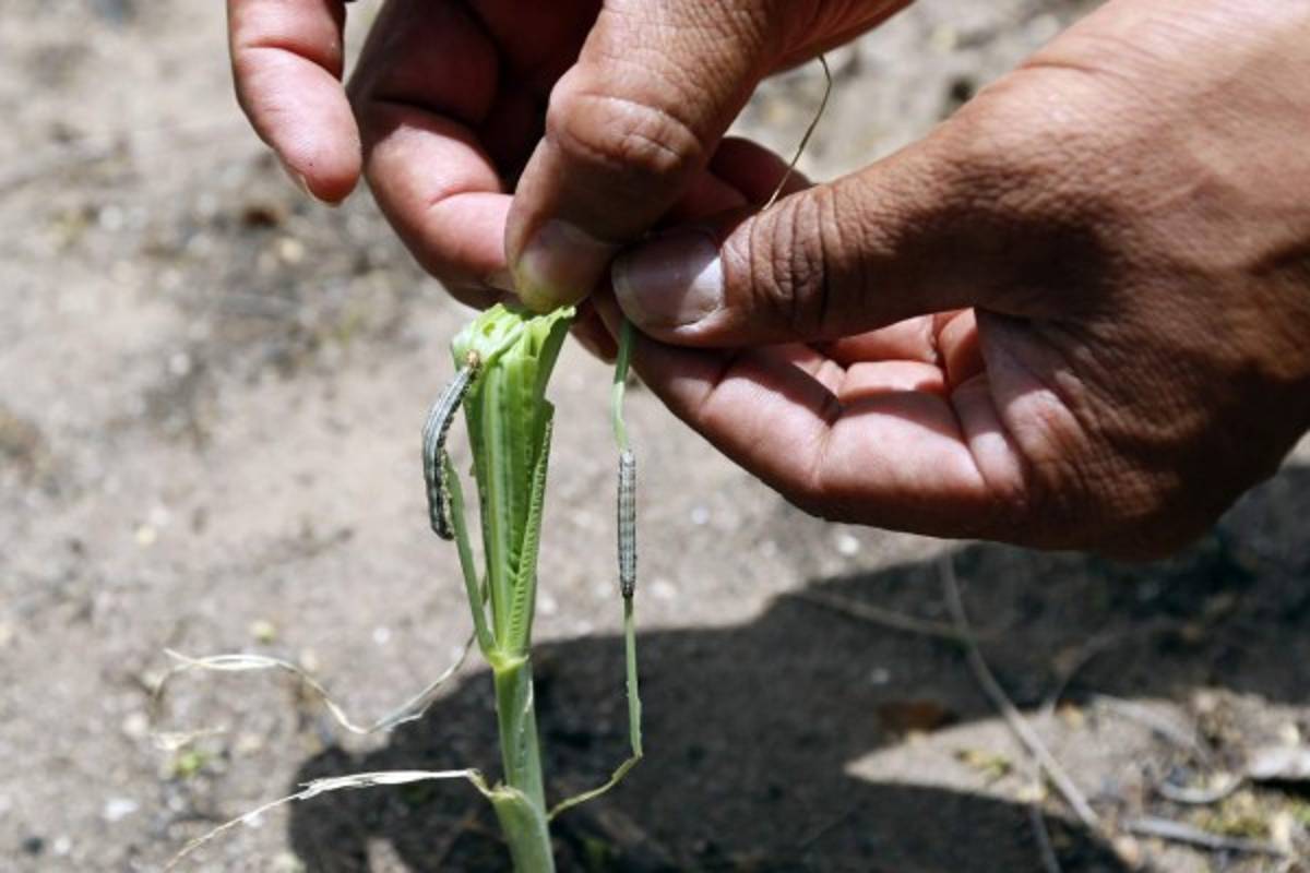 Hambre acecha en Texíguat