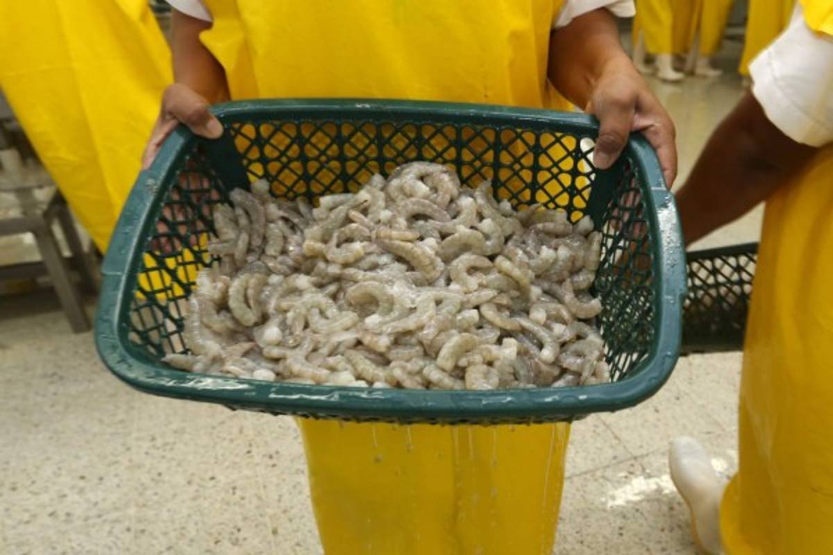 Camarón y melón, cerca de una crisis por bajos precios internacionales