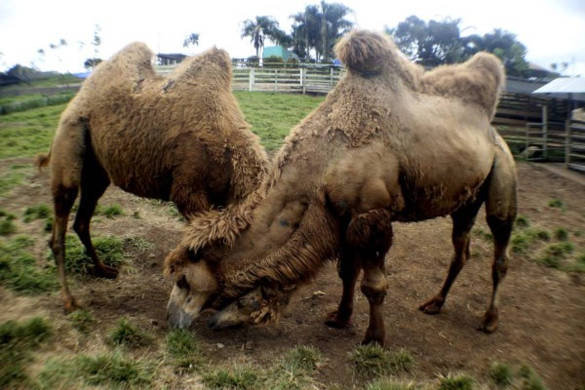 Joya Grande, un fascinante pedazo de África en Honduras