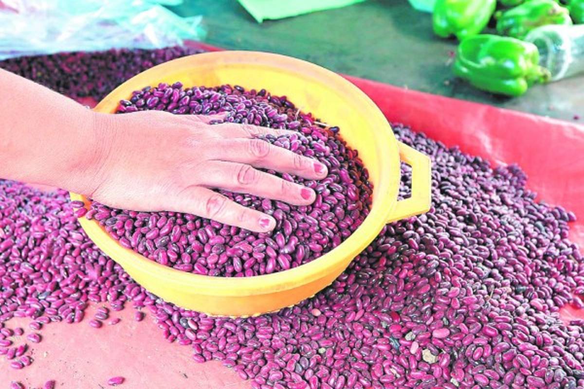 La medida de frijoles rojos baja a L50 en los mercados del país