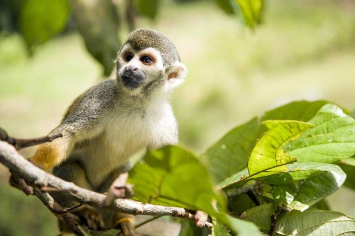 La selva amazónica es considerada el pulmón del planeta por su inmensidad.