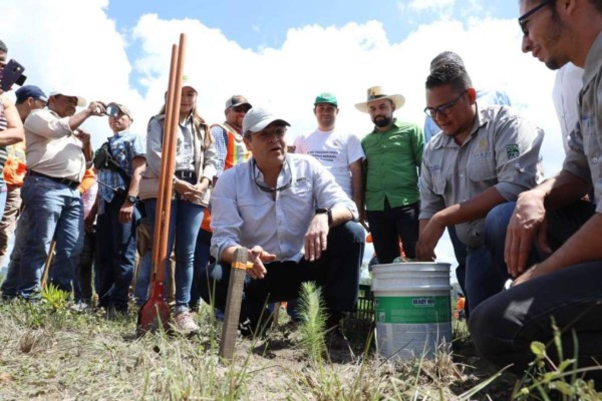 Reforestan tres zonas boscosas del Distrito Central