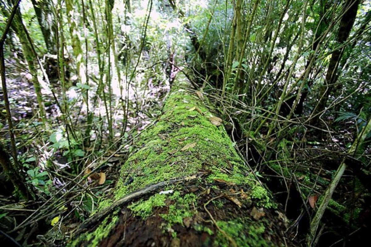 Exuberante belleza natural en La Tigra