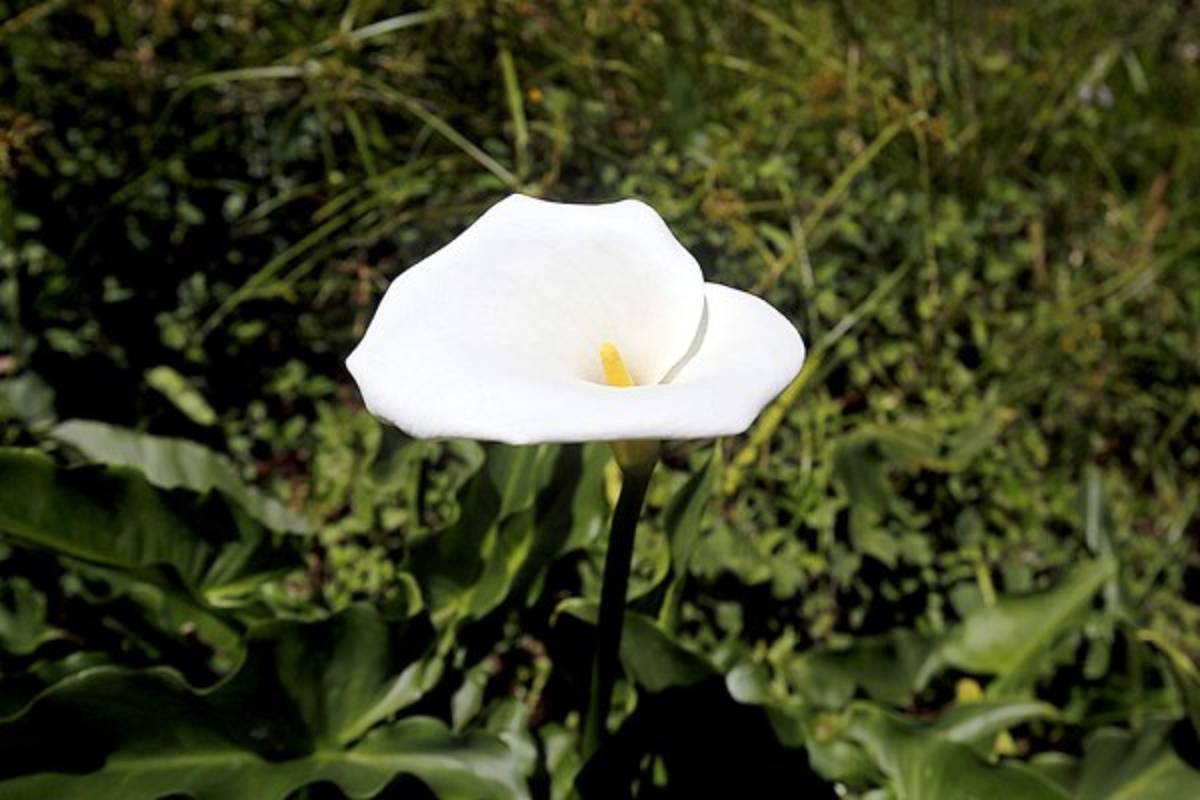 Exuberante belleza natural en La Tigra