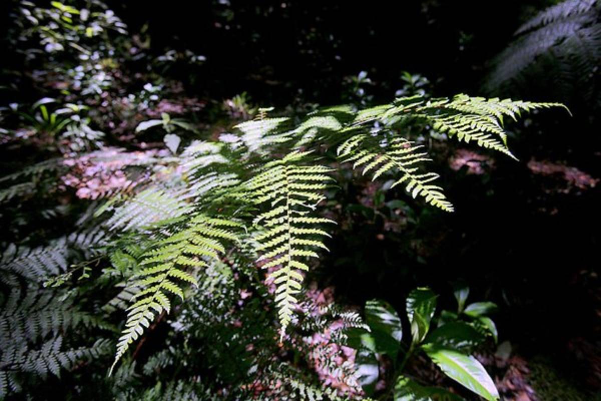 Exuberante belleza natural en La Tigra