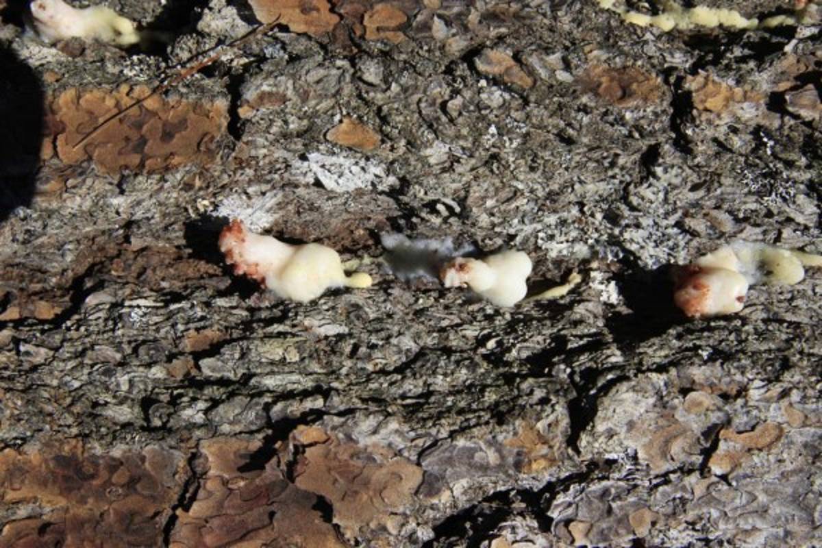 33 alcaldías en emergencia por plaga de gorgojo