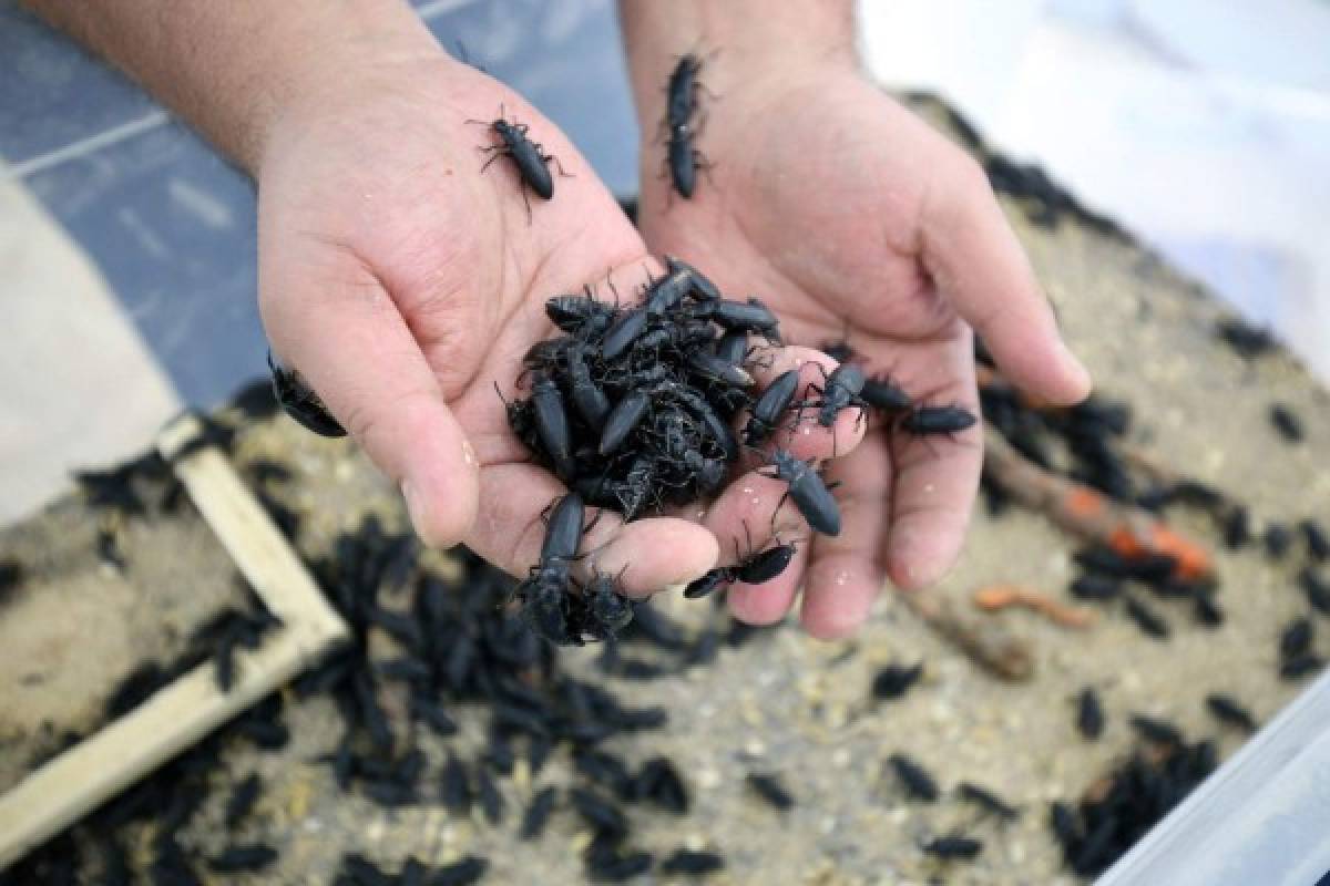 Kuwaiti businessman Jassem Buabbas displays Darkling beetles inside a special room at his farm in Kabad, 50km northwest of Kuwait City, on May 20, 2021. - Jassem Buabbas has spent years breeding 'superworms' for animal feed and now hopes the creatures will find their way into the diets of Gulf citizens. Insects are widely eaten around the globe, with an estimated 1,000 species appearing on the dinner plates of some two billion people in Africa, Asia and Latin America. (Photo by YASSER AL-ZAYYAT / AFP)