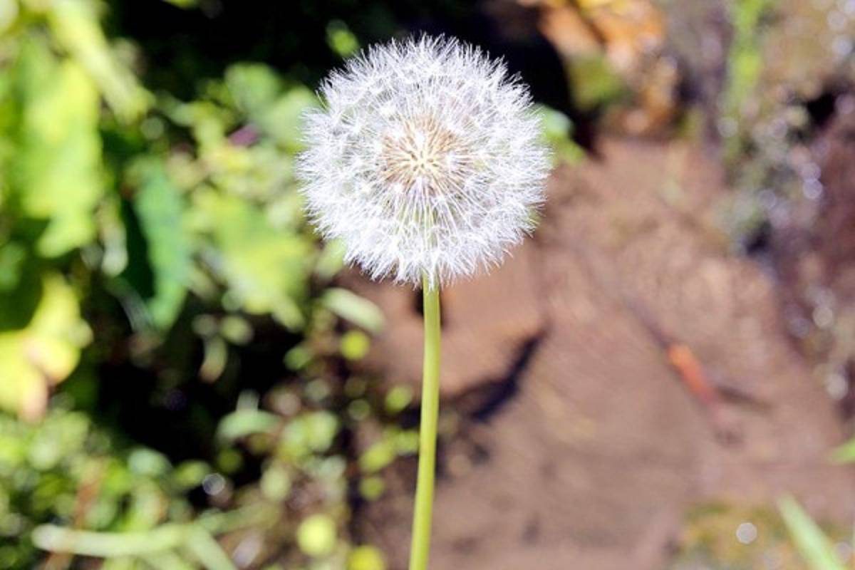 Exuberante belleza natural en La Tigra