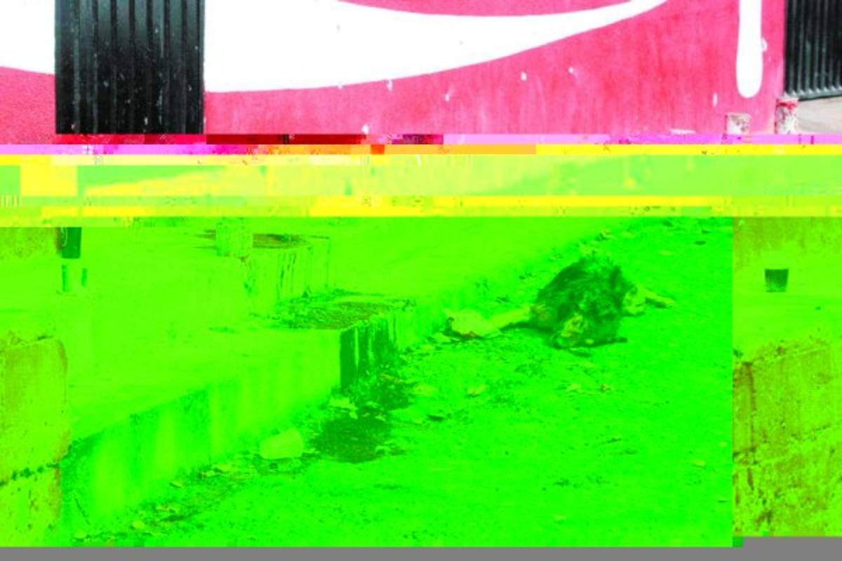 Hasta un perro fue asesinado durante el ataque armado perpetrado en la colonia Altos de Loarque.