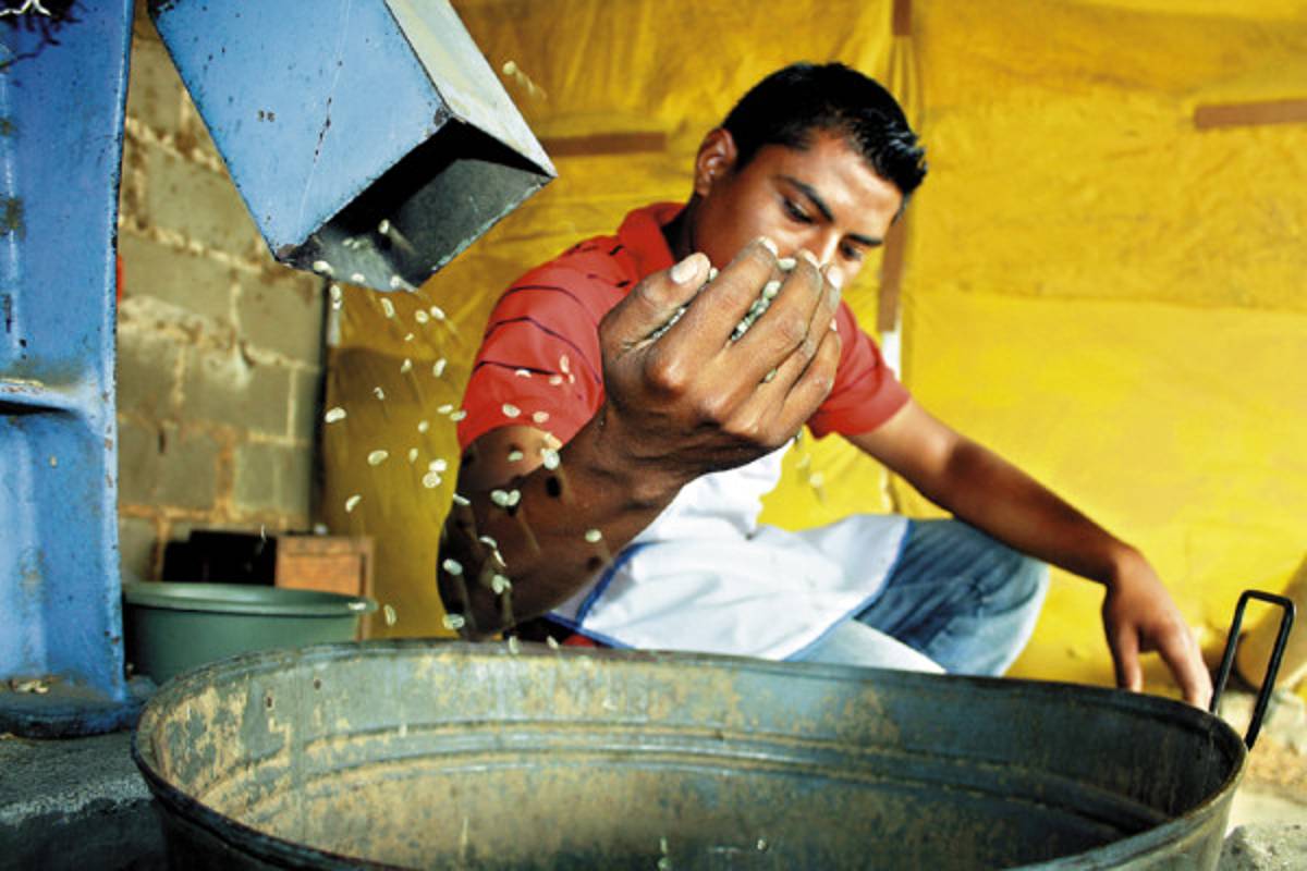 En auge las empresas tostadoras del café en El Paraíso